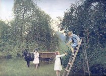 Bell Marguerite Orchard